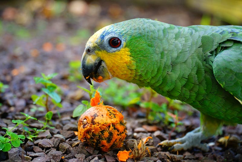 Parrots and seed dispersal dynamics