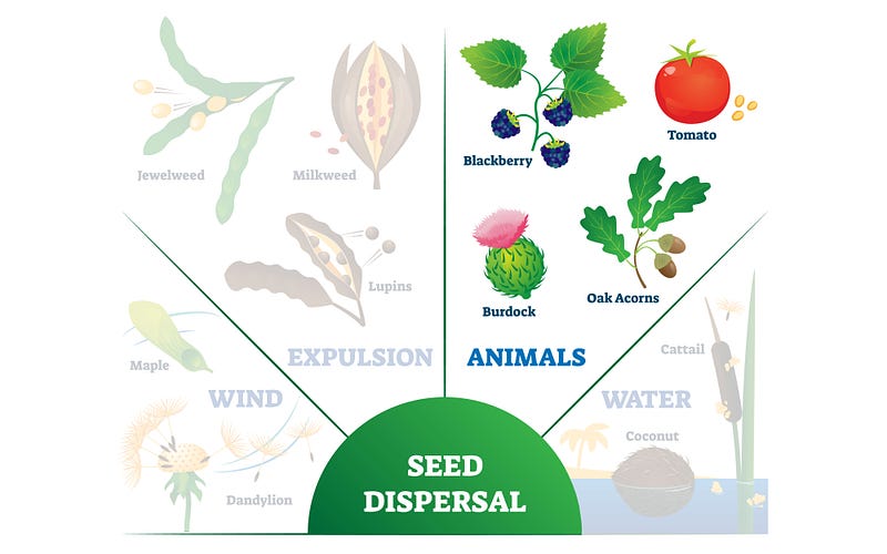 Impact of exotic species on native plants