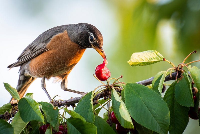 Seeds and their dispersal mechanisms