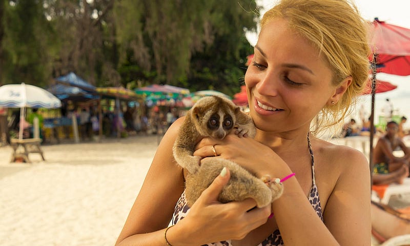 Charming Slow Loris