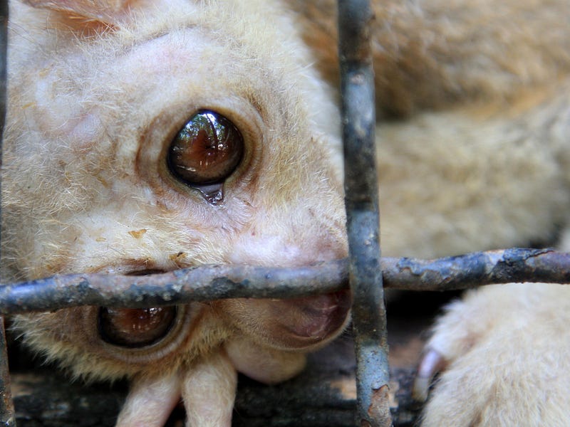 A visual reminder of slow loris conservation efforts