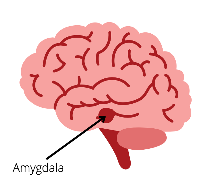 Brain scan showing reduced amygdala activity from journaling.