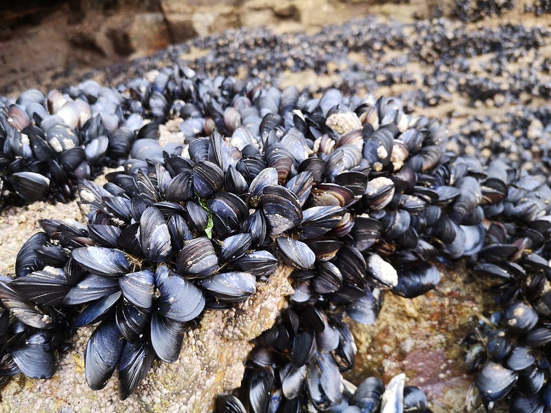 Bivalve Mussels