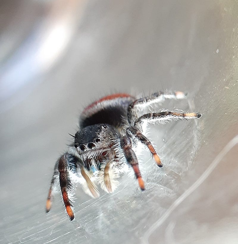 My pet jumping spider