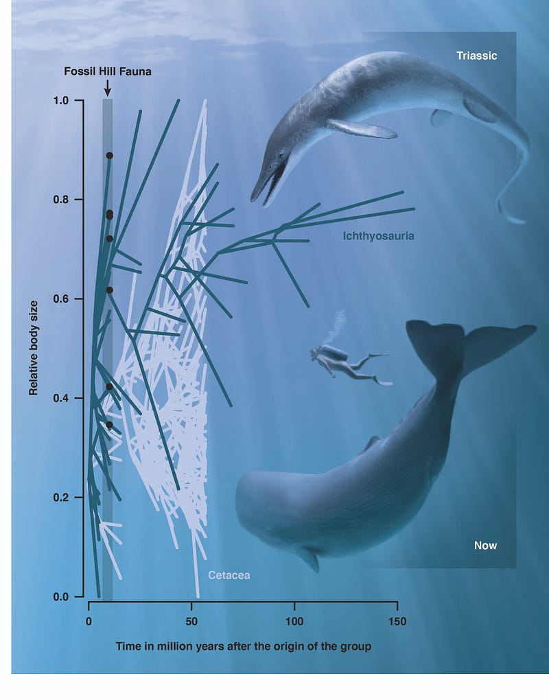 Comparison of ichthyosaurs and modern whales