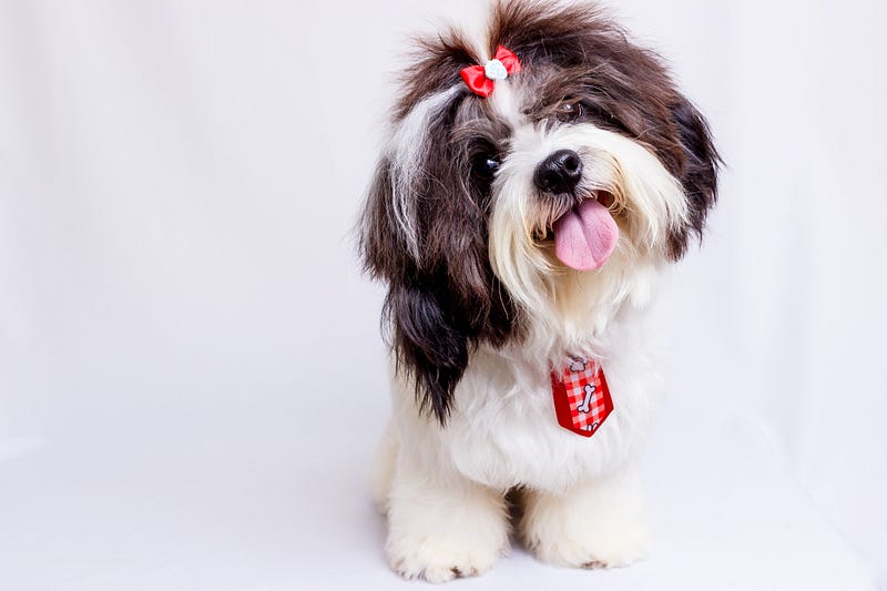 A Shih Tzu lounging comfortably