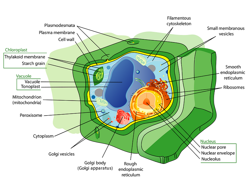 Diagram illustrating plant cell structure