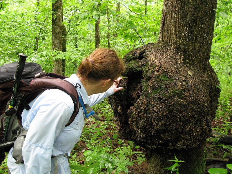 Tumor formation in a tree