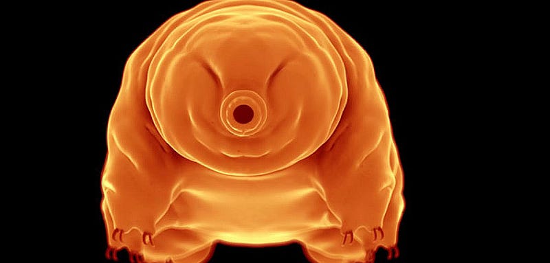 Microscopic view of a tardigrade