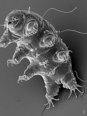 Tardigrades' incredible resilience