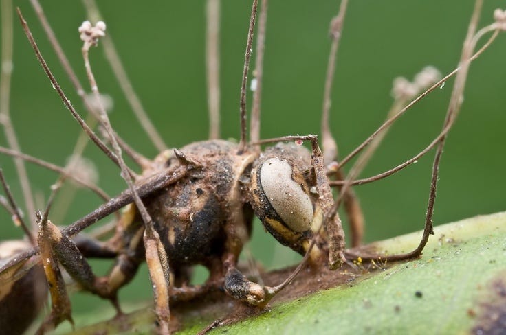 Fungus infecting an ant in the rainforest