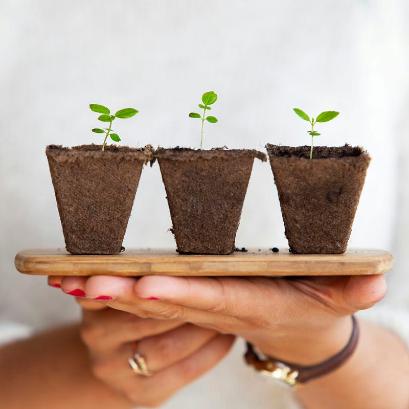 Growth journey of a writer visualized as a plant