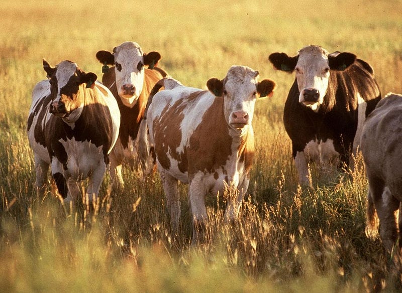 Ruminants contributing to methane emissions