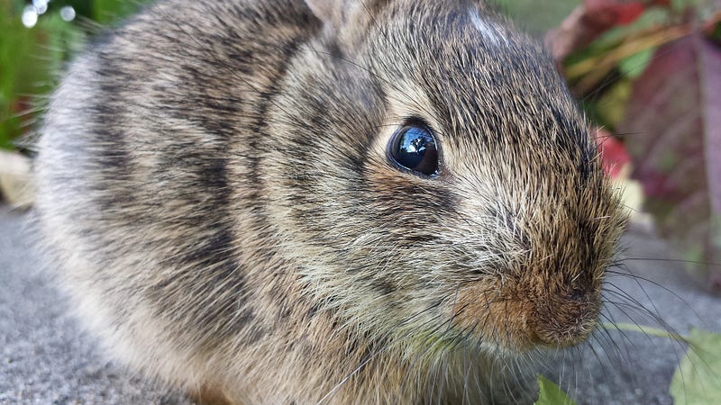 Fearless baby rabbits in Minneapolis