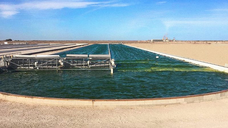 Algae biofuel center