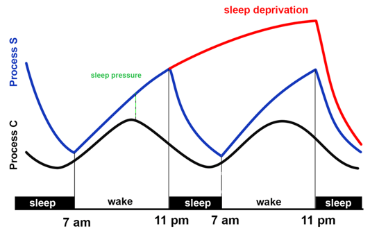 Graph depicting adenosine levels and circadian rhythm