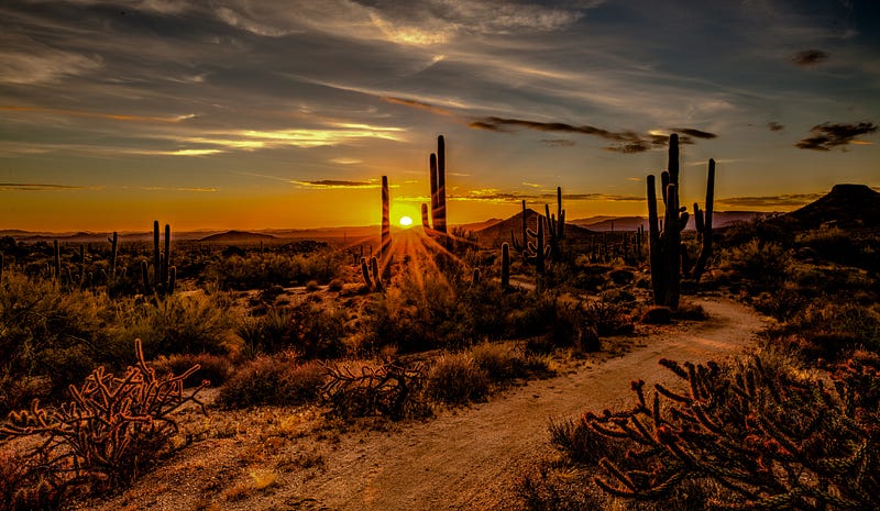 Saguaro cactus in the Arizona desert