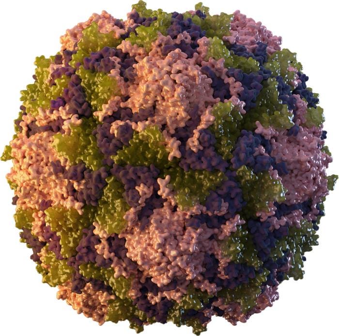 3D representation of the poliovirus structure.