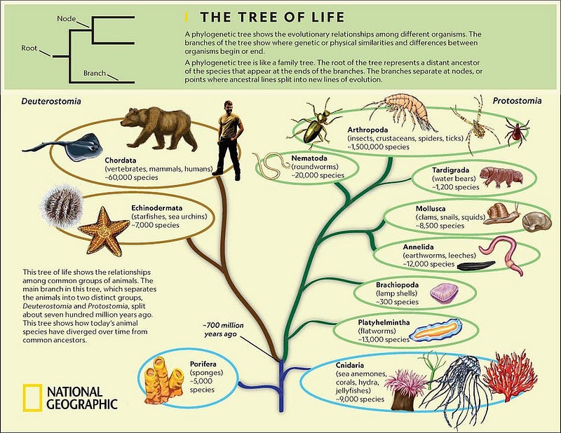 Genetic tree of life