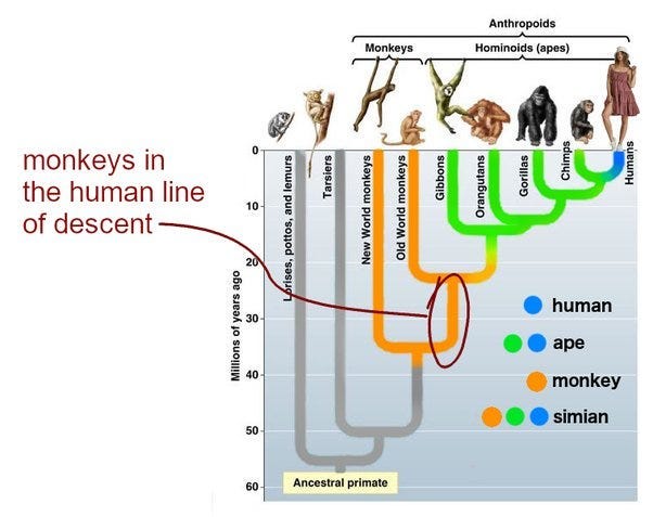 Genetic relationships within primate species