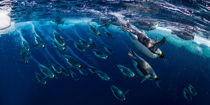 Penguins swimming gracefully underwater