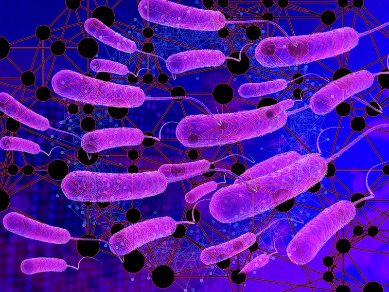 Gut microbiome interaction with human health