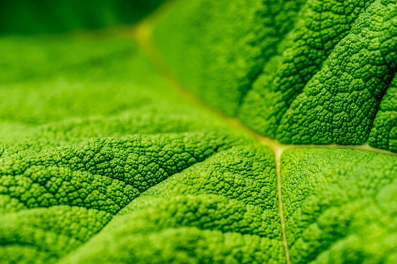 A lush green plant illustrating photosynthesis