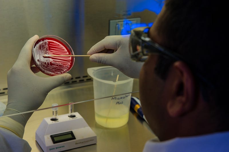 Researcher analyzing bacteria in a lab environment.