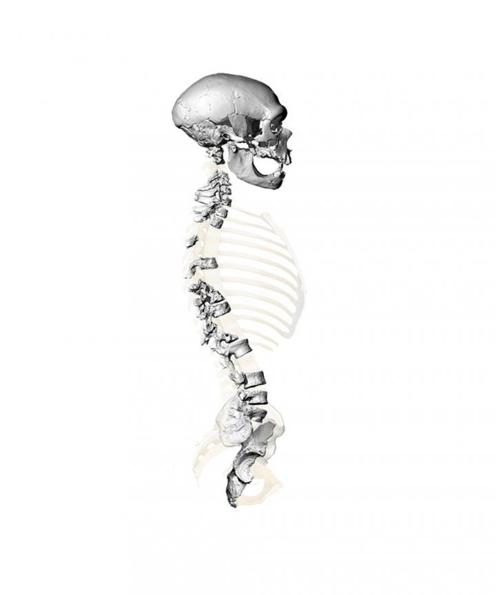 Neanderthal ribcage structure indicating dietary adaptations