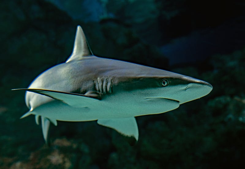 Shark swimming in the ocean