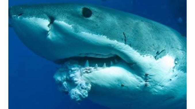 Cancerous tumor on a shark